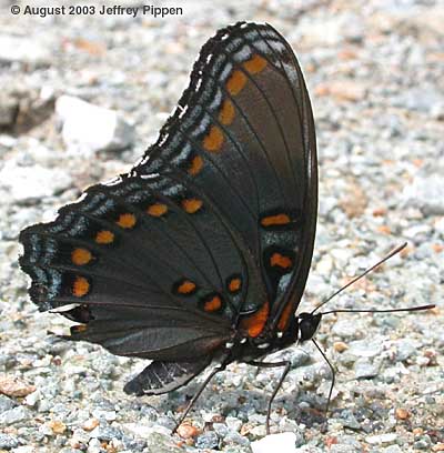 Red-spotted Purple (Limenitis arthemis astyanax)