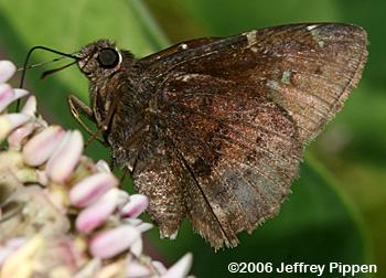 Southern Cloudywing (Thorybes bathyllus)