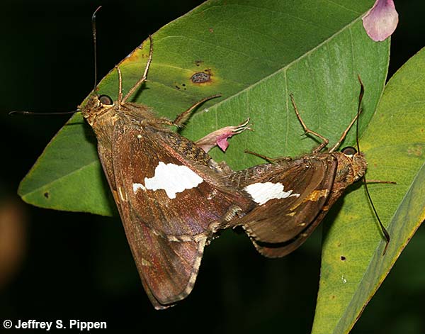 Silver-spotted Skipper (Epargyreus clarus)