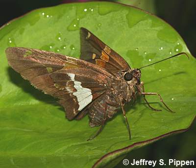 Silver-spotted Skipper (Epargyreus clarus)