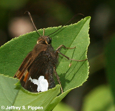 Silver-spotted Skipper (Epargyreus clarus)