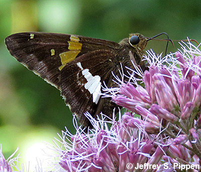 Silver-spotted Skipper (Epargyreus clarus)