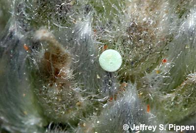 Silvery Blue (Glaucopsyche lygdamus)