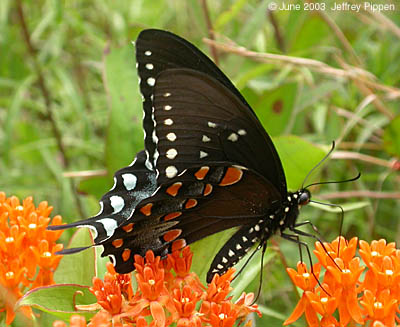 Spicebush Swallowtail (Papilio troilus)