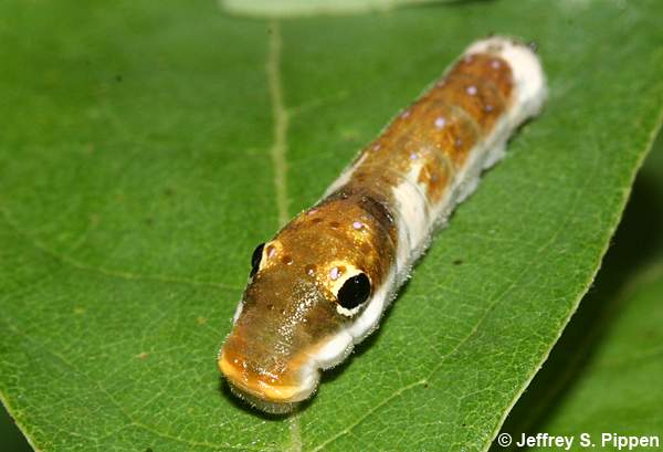 Spicebush Swallowtail caterpillar (Papilio troilus)