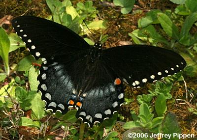 Spicebush Swallowtail (Papilio troilus)