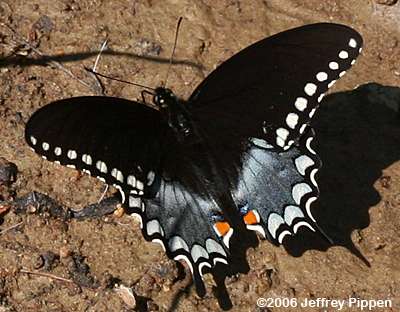 Spicebush Swallowtail (Papilio troilus)