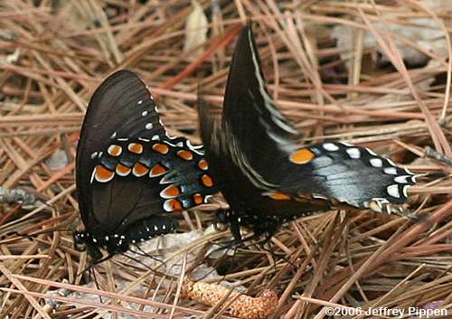 Spicebush Swallowtail (Papilio troilus)