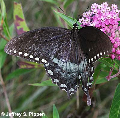 Spicebush Swallowtail (Papilio troilus)