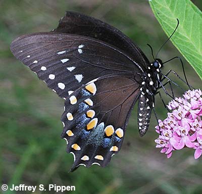 Spicebush Swallowtail (Papilio troilus)