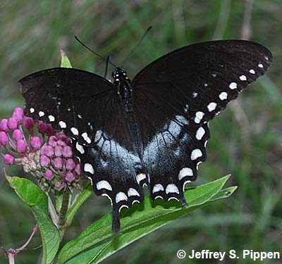 Spicebush Swallowtail (Papilio troilus)
