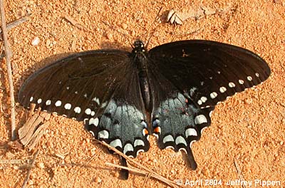Spicebush Swallowtail (Pterourus troilus)
