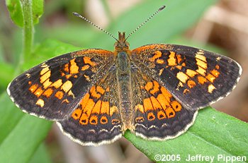 Tawny Crescent (Phyciodes batesii maconensis)
