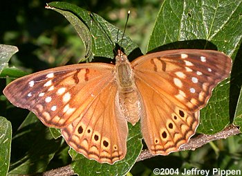Tawny Emperor (Asterocampa clyton louisa)