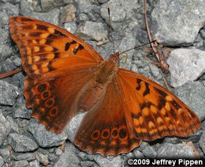Tawny Emperor (Asterocampa clyton clyton)