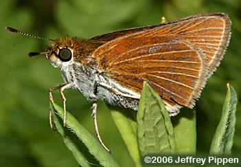 Two-spotted Skipper (Euphyes bimacula)