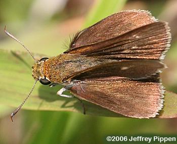 Two-spotted Skipper (Euphyes bimacula)