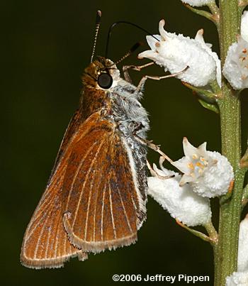 Two-spotted Skipper (Euphyes bimacula)