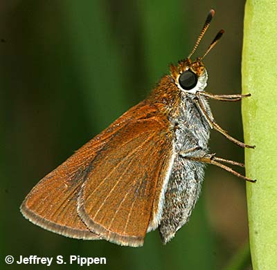 Two-spotted Skipper (Euphyes bimacula)