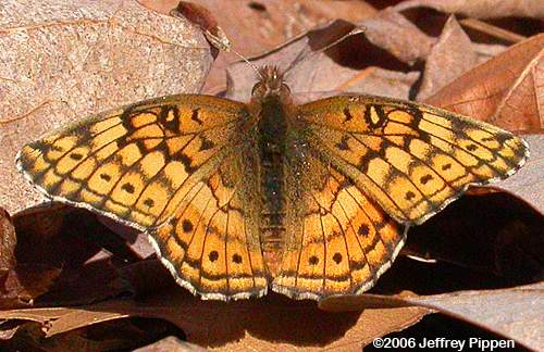 Variegated Fritillary (Euptoieta claudia)