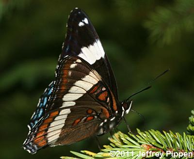White Admiral (Limenitis arthemis arthemis)