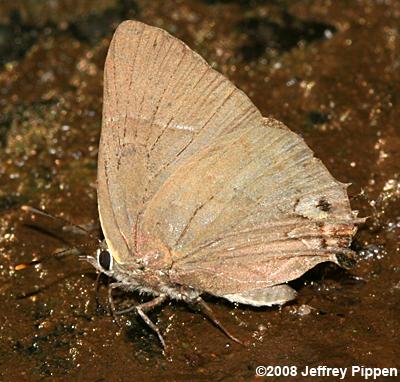 White M Hairstreak (Parrhasius m-album)