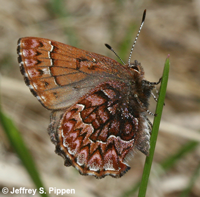 Western Pine Elfin (Callophrys eryphon)