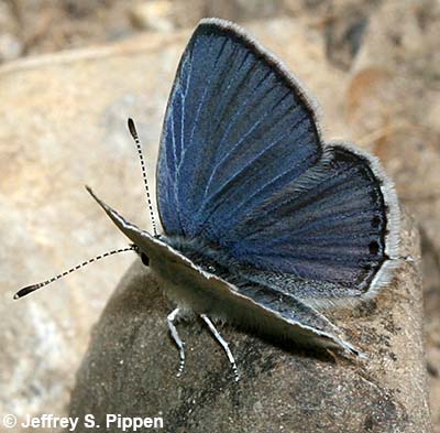 Western Tailed-Blue (Cupido amyntula)