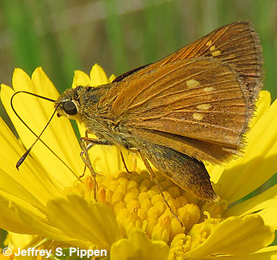 Yehl Skipper (Poanes yehl)