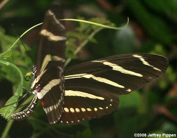 Zebra Heliconian (Heliconius charithonius)