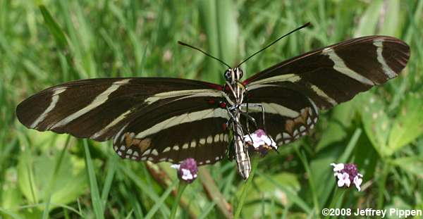 Zebra Heliconian (Heliconius charithonius)