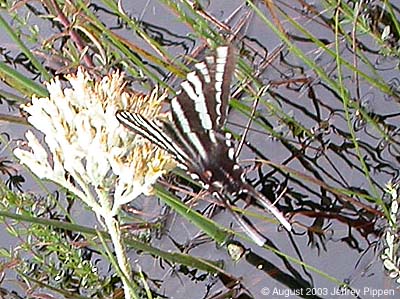 Zerbra Swallowtail