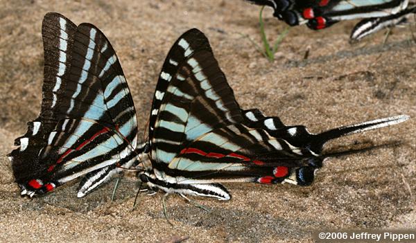 Zebra Swallowtail (Eurytides marcellus)