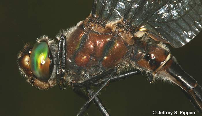 American Emerald (Cordulia shurtleffii)