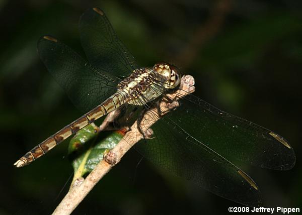 Band-winged Dragonlet (Erythrodiplax umbrata)