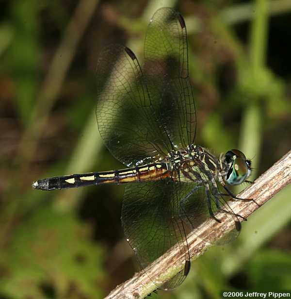 Blue Dasher (Pachydiplax longipennis)