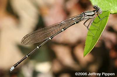 Blue-tipped Dancer (Argia tibialis)