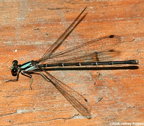 Blue-tipped Dancer (Argia tibialis)