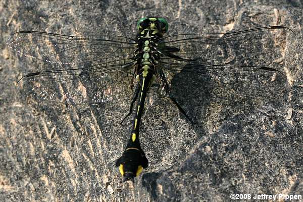 Cobra Clubtail (Gomphus vastus)