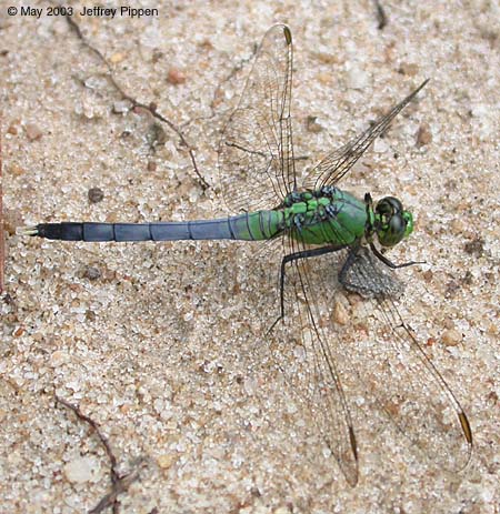 Eastern Pondhawk (Erythemis simplicicollis)