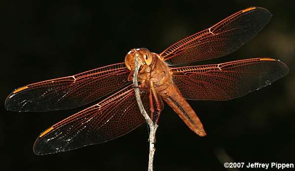 Flame Skimmer (Libellula saturata)