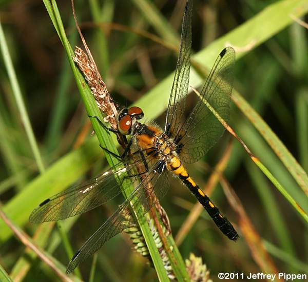 Frosted Whiteface (Leucorrhinia frigida)