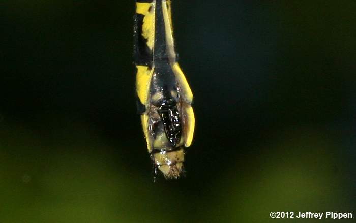 Green-faced Clubtail (Gomphus viridifrons)