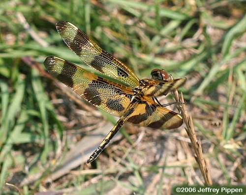 Halloween Pennant (Celithemis eponina)