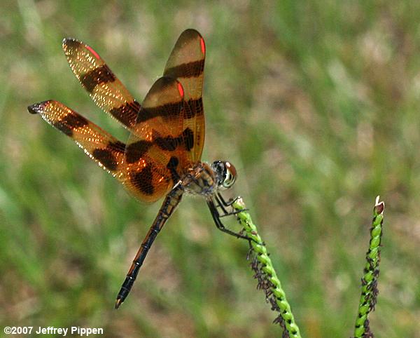 Halloween Pennant (Celithemis eponina)