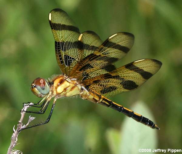 Halloween Pennant (Celithemis eponina)
