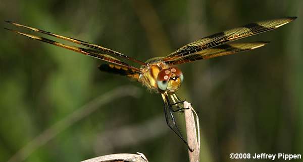 Halloween Pennant (Celithemis eponina)