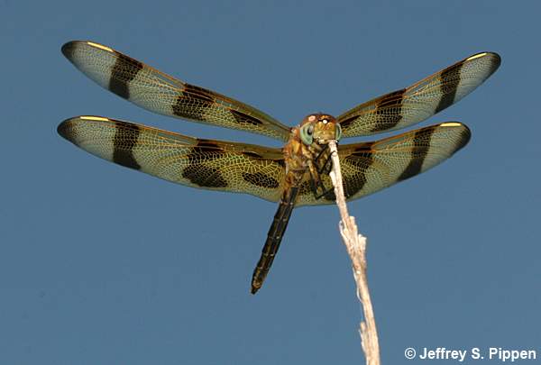 Halloween Pennant (Celithemis eponina)