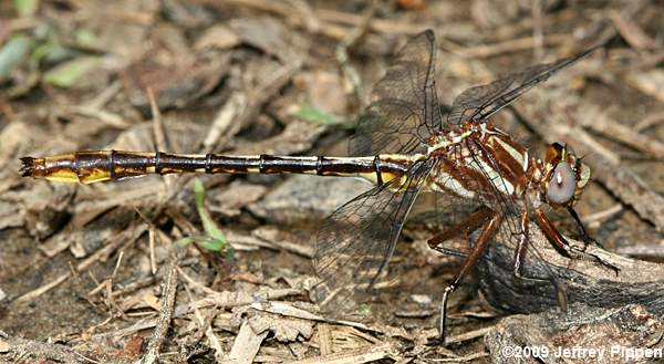Lancet Clubtail (Gomphus exilis)