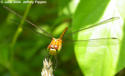 Meadowhawk sp. (Sympetrum sp.)